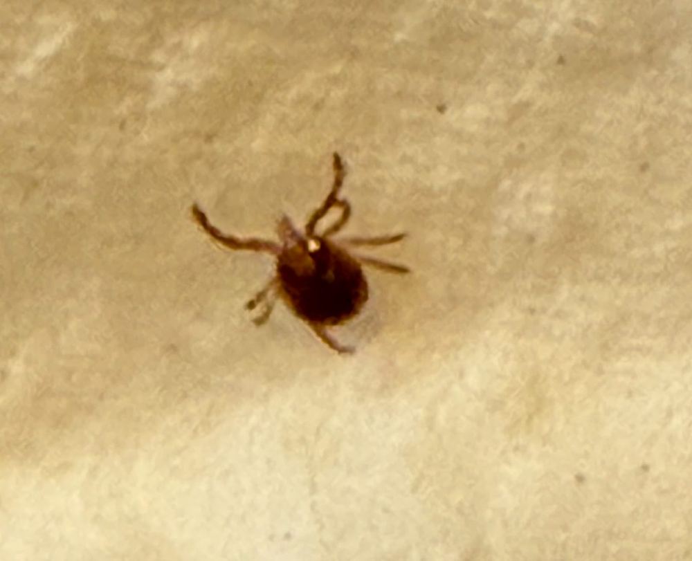 Engorged deer tick removed after yard exposure