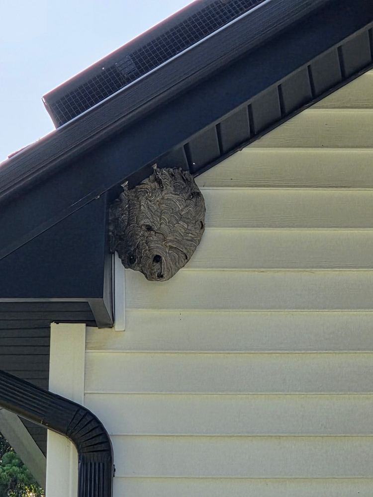 Bald-faced hornet nest built under a roofline