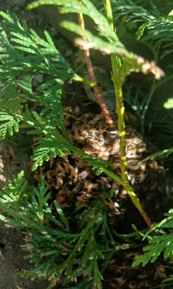 Wasp nest concealed inside an arborvitae
