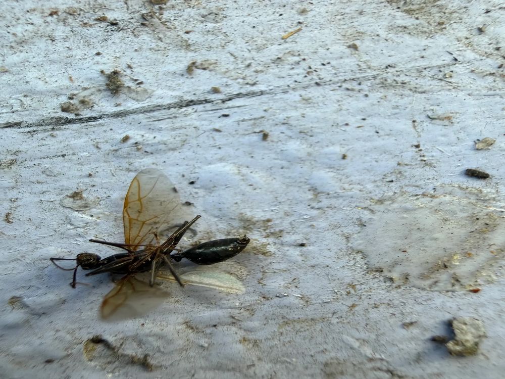 Winged carpenter ant swarmer found on a foundation