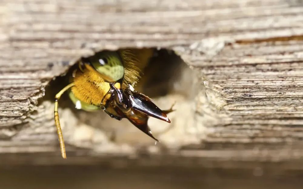 Carpenter bee at the entrance of a gallery bored into weathered wood
