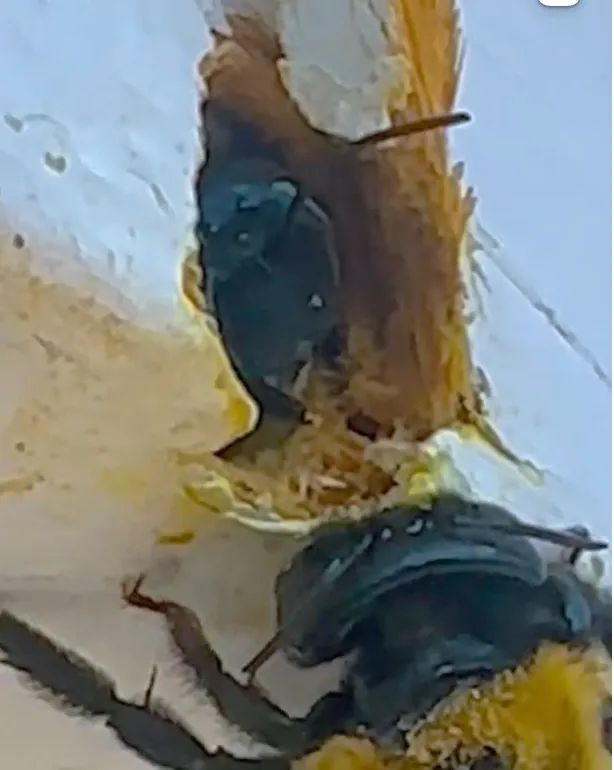 Carpenter bees at a nesting site on painted trim