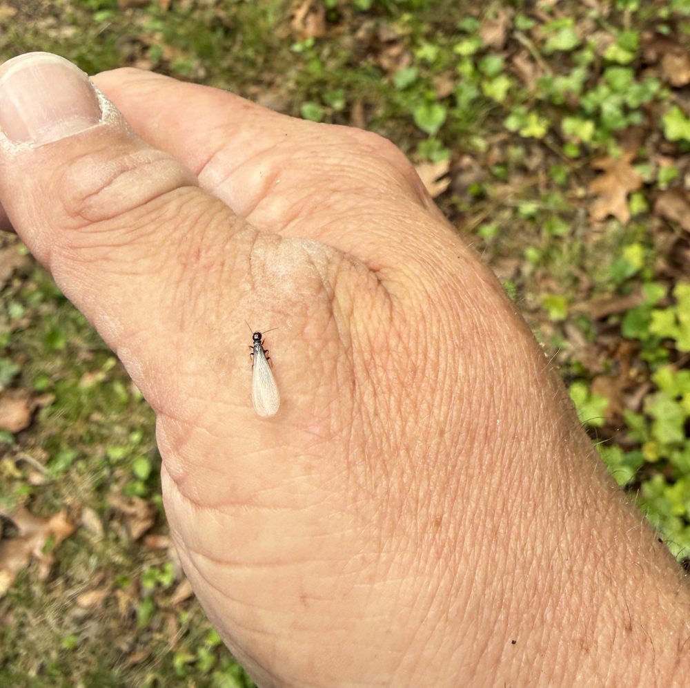 Eastern subterranean termite swarmer resting on a hand for scale